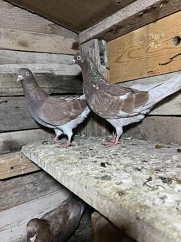 tutuquşu show jumbo: Morlar ikiside çıplaq mayalardi.Qiymet ikisine aiddi tek tek biri 10m — 5