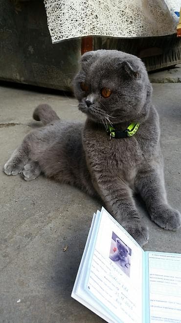 sibir pişiyi: Şotland yastı qulaq, Erkək, Yaxşı əllərə — 1