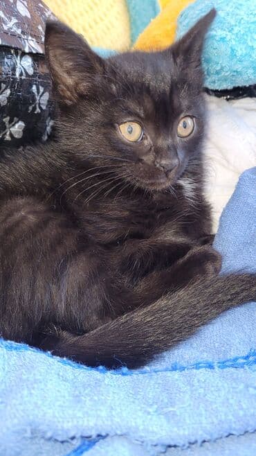 Muncuqlar: Yaxşı əllərə — 2