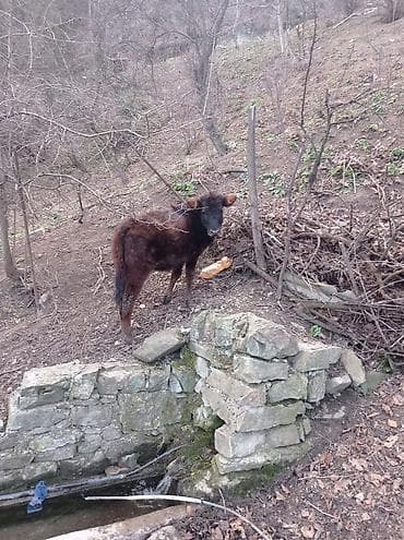 balaca quzu: Satılır: yerli mal-qara (dana və cavan inəklər) Məhsul təsviri: - — 1
