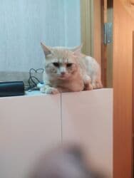 cütleşdirme: Erkək — 1