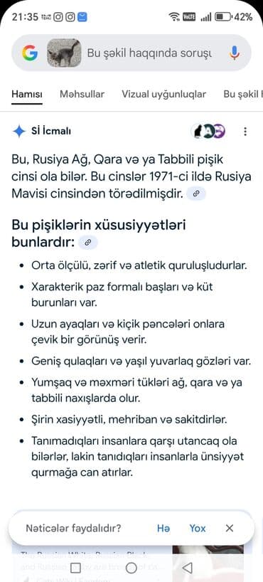 cins pişik: Boz rəngli, uzun tüklü, zolaqlı naxışlara malik ev pişiyi — 6
