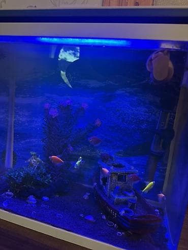 heyvanlar: Dördbucaq akvarium, Balıqlarla birlikdə, 40 l, Ünvandan götürmə, Pulsuz çatdırılma — 2