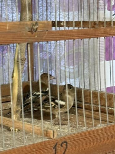 Gəmiricilər: Məhsul: Qafesdə cüt xonçayarpaq/quş (fringillid tipli ötmə quşları) — 2