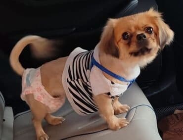 bakida it satisi: Pekines, 1 il, Dişi, Peyvəndli, Ödənişli çatdırılma — 2