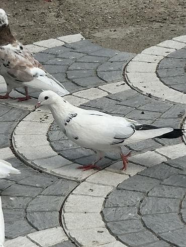 satiliq inekler: Goyercinler satilir 20 ya 22 denedi hamsi nisanli quslardi kom sekilde — 5