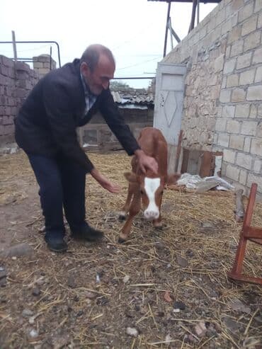 yerli cins inekler: Qırmızı-boz rəngli buzaq - Növ: iri buynuzlu mal-qara (buzaq) - Rəng — 4