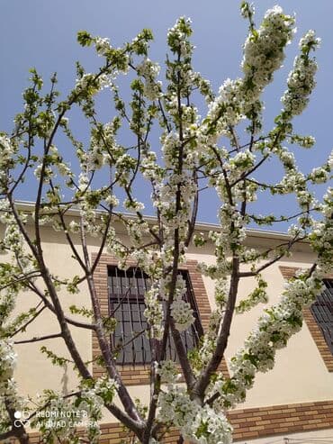 gəncə həyət evlər: Mehdiabad 7 otaqlı, 240 kv. m, Kredit yoxdur, Yeni təmirli — 2