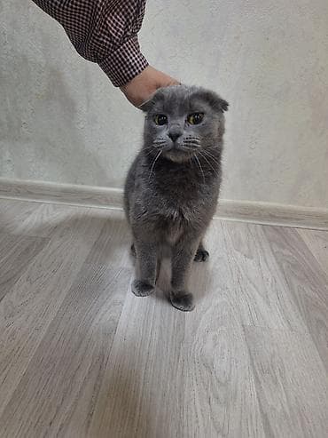 Şotland, Dişi, Yaxşı əllərə, Ünvandan götürmə