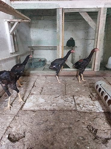 sumatra toyuq: Toyuq cücələri, Damazlıq — 9