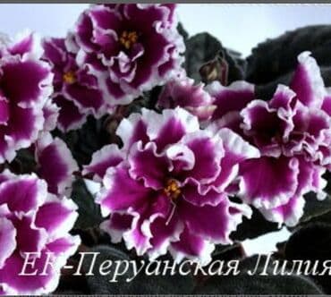 gül şəkilləri profil üçün: 5 — 4