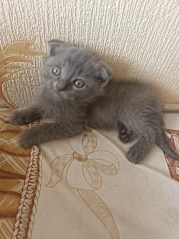 pişik satışı sumqayıt: İki bala sahibləndirilir.Qalan sallaq qulaq bala isə satılır — 2