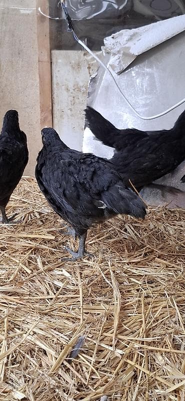 çüçə: Toyuq cücələri, Damazlıq — 1