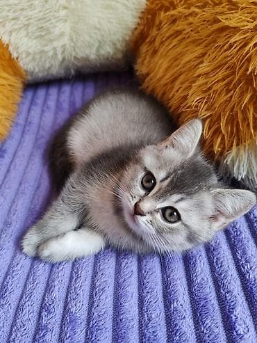 pisiy: Boz rəngli balaca pişiklər - Cins: qısa tüklü, bərk bədənli, yumru — 5