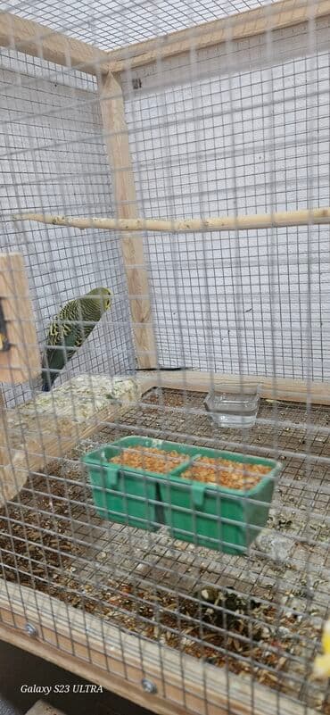 попугай ара цена: Papuqaylar satılır — 1