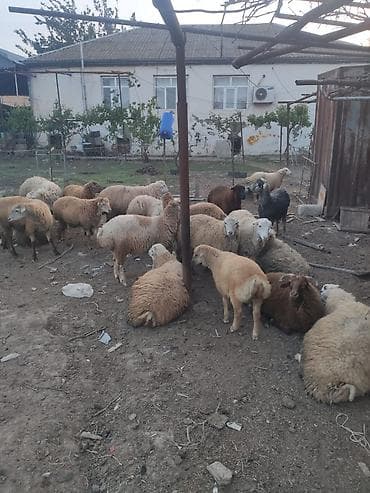belçika ovçarkası: Diri çeki 10 manat kesilme 20 manat beylaqan sortudu her çekide var — 4