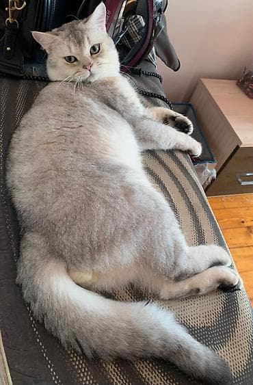 pisik cutlesdirme: Şinşilla, Erkək, Cütləşmə üçün — 1