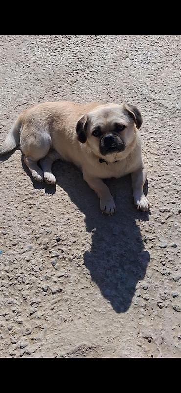 haski balasi satisi: Mops, 1 il, Erkek — 2