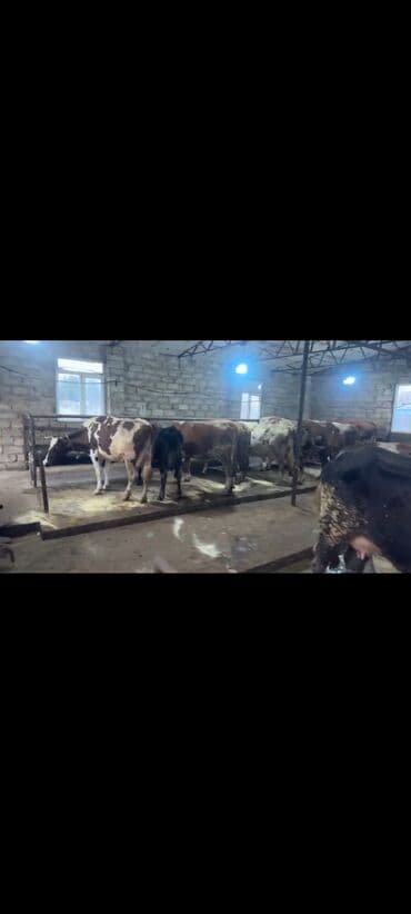 cins ineklerin satisi 2018: İnəklər satılır qiymətlər 5000dən başlayır ünvan bakı əlaqə 0773095759 — 2