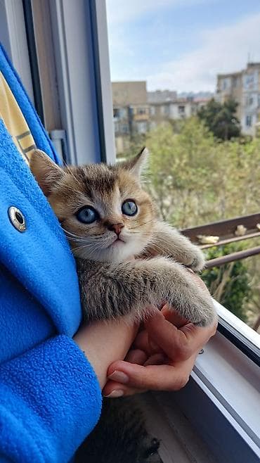 Heyvanlar: Britan — 7