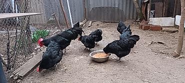 şirin pişik sekilleri: Toyuq, Damazlıq — 9