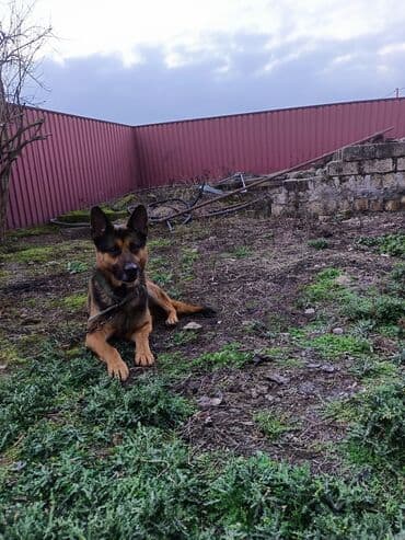afcarka itlerin satisi: Alman çoban iti, 1 il, Erkek, Peyvəndli — 3