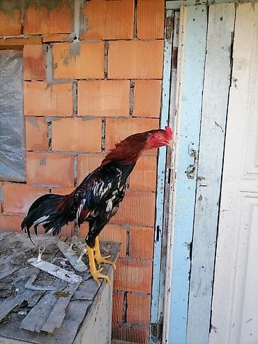 ev quşları haqqında qısa məlumat: Heyrati xoruz 10 ayliqdir — 4