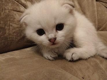 heyvanlar: Britan — 3