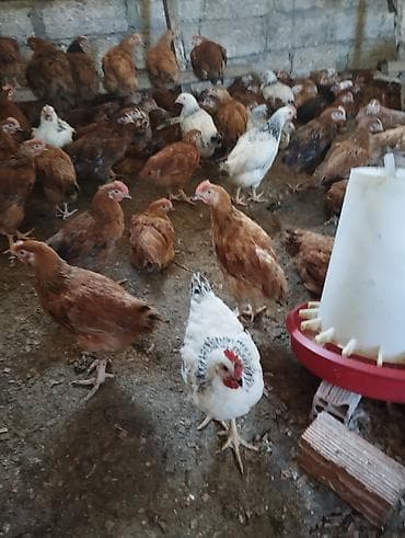 satdig quslar: 45 gunlukdu 1 kq diri çəkisi Təsvir: - Qapalı fermada bəslənən, sürü — 5