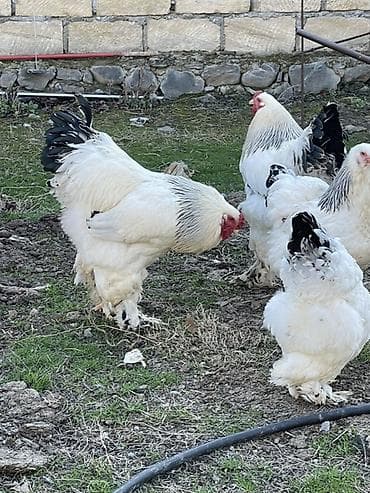 quzu satışı: Toyuq, Brama, Damazlıq, Ödənişli çatdırılma — 5