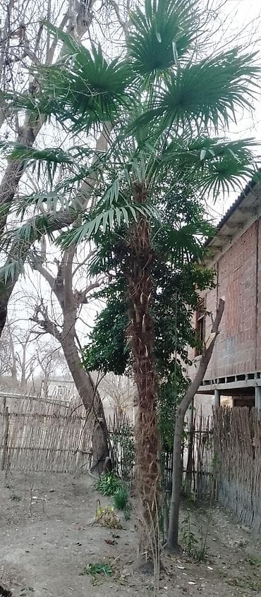 ucuz darvazalar: Satılır: Hündür dekorativ palma ağacı - Növ: Fan formalı yarpaqları — 2