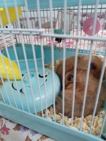 домик для кошки: Hamster qəfəsi – tam dəst.2 ədəd hamster lə birlikdə - Rəng: açıq — 1