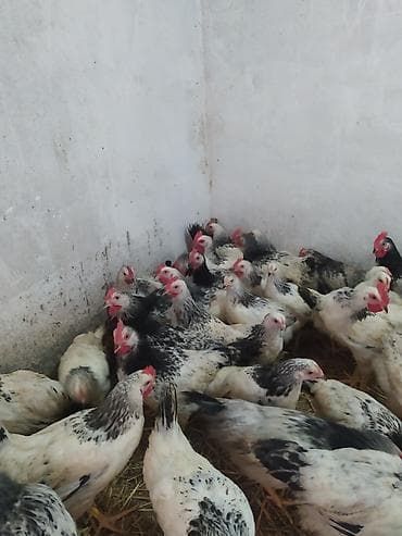 heyvan satisi sayti: Toyuq, Ətlik — 4