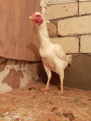 yumurtlayan toyuq satılır: Toyuq, Ətlik — 2