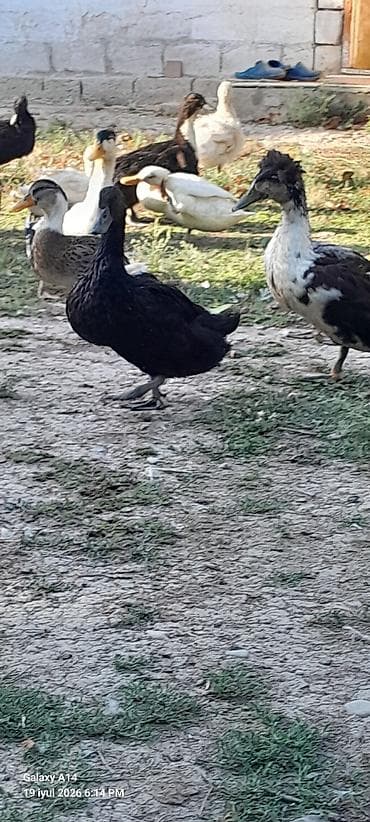 Kayuqa 4-5aylığ balalar satılır bir ədədi 20azn ünvan Neftçala rayon — 3