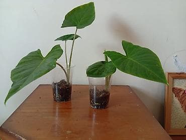 hilba bitkisi: Bitki: Alokaziya (Alocasia) şitilləri Təsvir: - Plastik stəkanlarda — 1