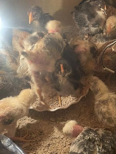 Inəklər, öküzlər: Toyuq cücələri, Damazlıq — 4