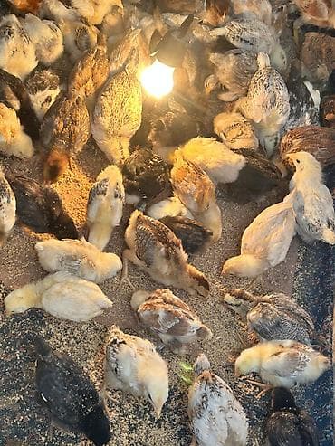 inkubator cucesi: Toyuq cücələri, Ətlik — 1