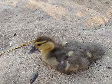 kənd heyvanları: Satılır: muskus ördək balaları (4-12 günlük) (indo-ducklings) lavanda — 6