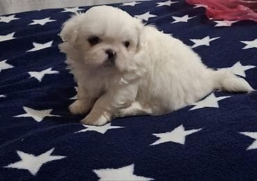 ev itleri balaca: Pekines, 1 ay, Erkek, Ünvandan götürmə — 2