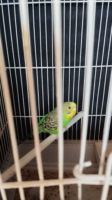 Məhsul: Ev quşları – iki dalğalı tutuquşu (budgerigar) Təsvir: -