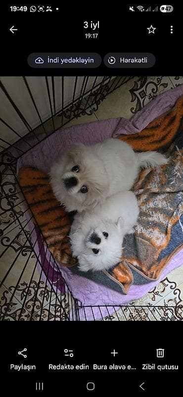 it satisi ucuz: Pekines, 4 ay — 2