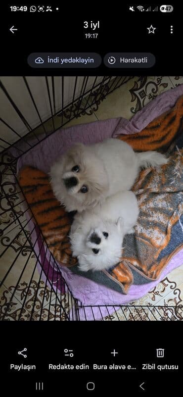 ovcarka balası: Pekines — 4