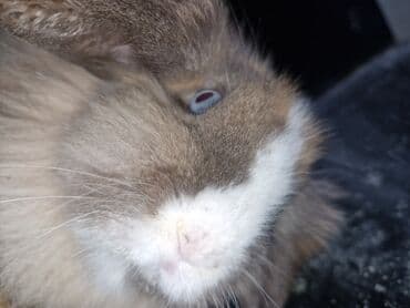 it bazari 2018: Pekines, 5 ay, Erkek, Ödənişli çatdırılma — 2