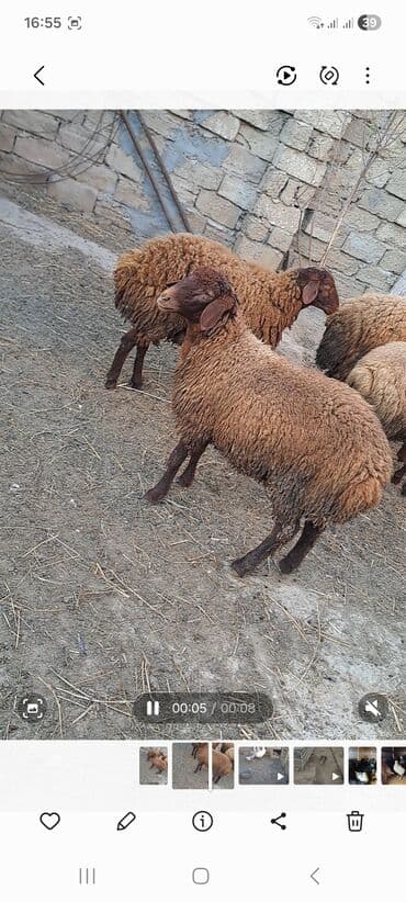 qoyun yanıbala: Qoyunlar – yerli cins, tünd qəhvəyi rəngli, qalın və sıx yunlu — 2