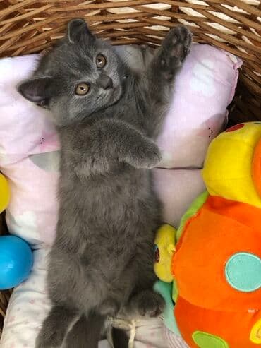 pişik şəkili: Şotland, Dişi, Erkək, Ünvandan götürmə — 10