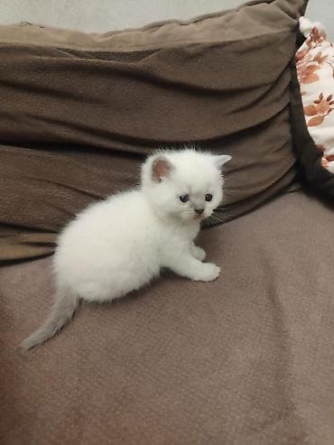 balaca pişikler: Atası şinşila anası şotland pişik balaları satılır 2 erkek dik qulaq — 2
