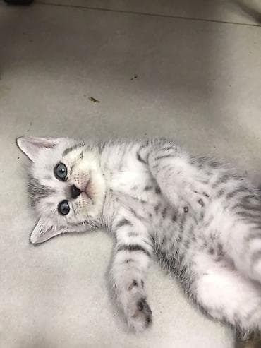 bala pişik pulsuz: Şotland — 6