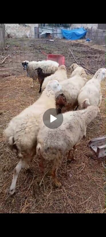 ZİL: Heyvanlar satilir 9 baw qoyun 3 u balali 6 -si subay isdeyen olsa — 1