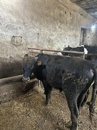 доильный аппарат для коров купить: Mal-qara – qara rəngli erkək dana - Növ: Erkək dana (buzağıdan — 2